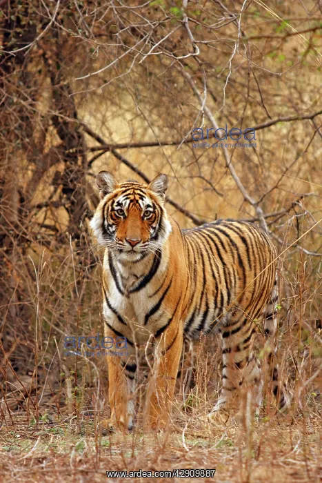 : Royal Bengal / Indian Tiger in the grassland : Royal Bengal / Indian Tiger in the grassland