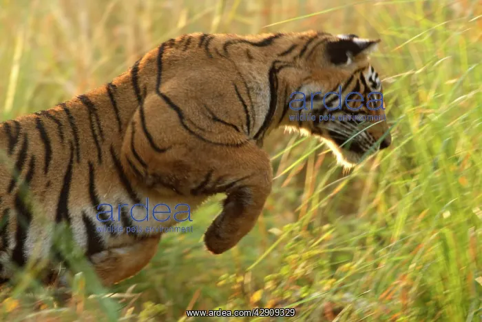 : Royal Bengal / Indian Tiger hunting : Royal Bengal / Indian Tiger hunting