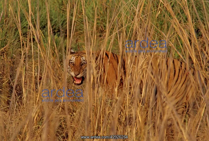 : Royal Bengal / Indian Tiger - an injured tigress snarling : Royal Bengal / Indian Tiger - an injured tigress snarling