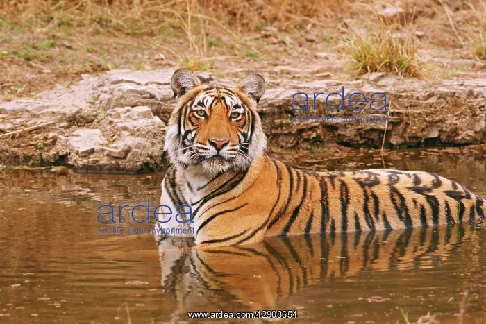 : Royal Bengal / Indian Tiger in the jungle pond : Royal Bengal / Indian Tiger in the jungle pond