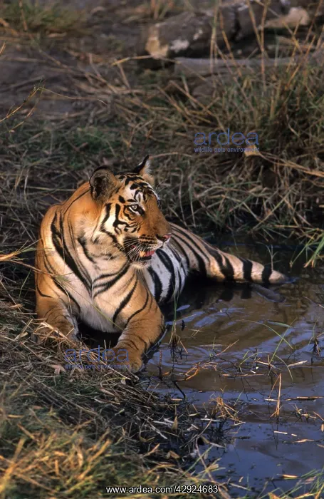 : Royal Bengal / Indian Tiger - in jungle pond : Royal Bengal / Indian Tiger - in jungle pond