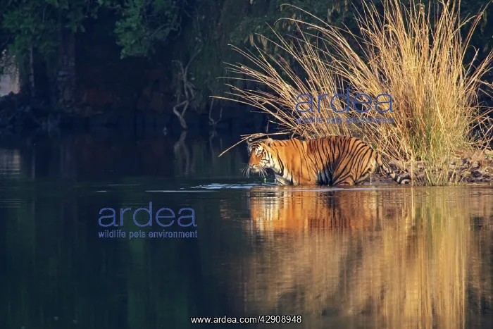 : Royal Bengal / Indian Tiger in the Lake Rajbagh : Royal Bengal / Indian Tiger in the Lake Rajbagh