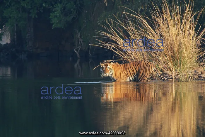 : Royal Bengal / Indian Tiger in the lake Rajbagh : Royal Bengal / Indian Tiger in the lake Rajbagh