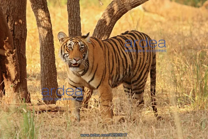: Royal Bengal / Indian Tiger on look out for a kill : Royal Bengal / Indian Tiger on look out for a kill