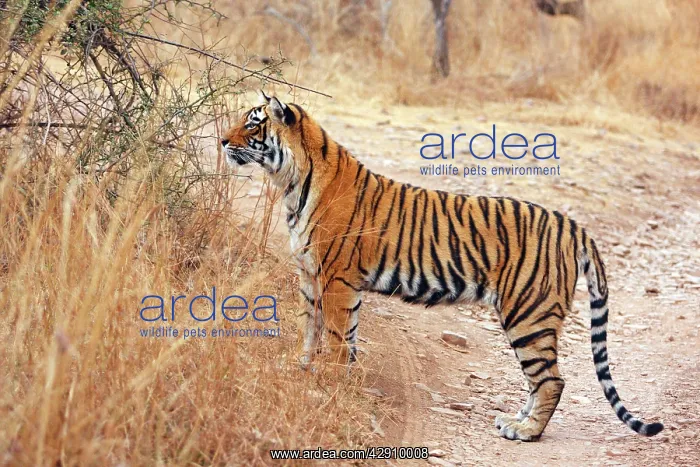 : Royal Bengal  /  Indian Tiger on lookout for kill