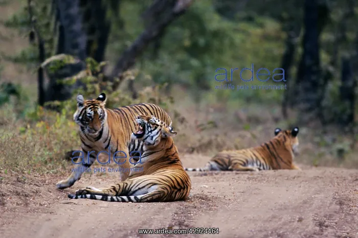: Royal Bengal / Indian Tiger - mother with grown up cubs : Royal Bengal / Indian Tiger - mother with grown up cubs
