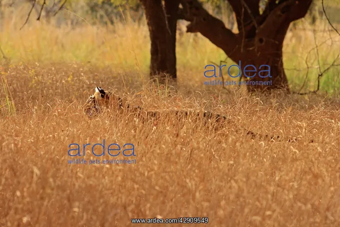 : Royal Bengal / Indian Tiger moving in the grassland : Royal Bengal / Indian Tiger moving in the grassland