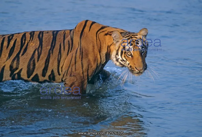 : Royal Bengal / Indian Tiger - moving in the river Ramganga : Royal Bengal / Indian Tiger - moving in the river Ramganga