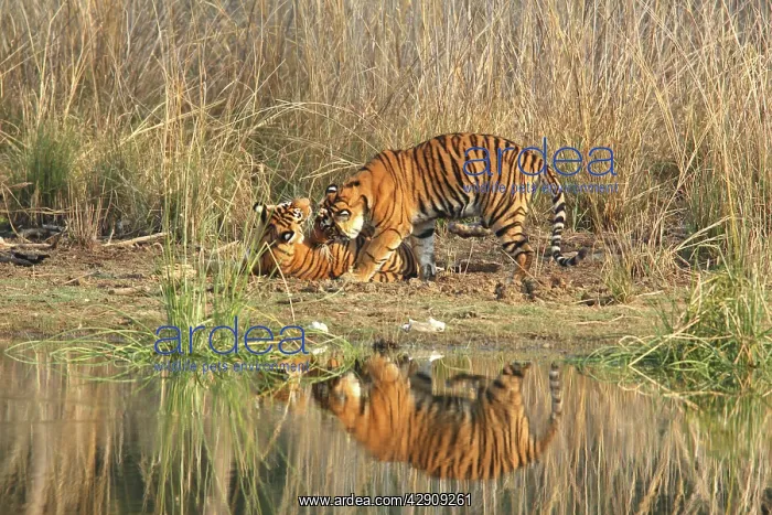 : Royal Bengal / Indian Tiger playing at the Rajbagh : Royal Bengal / Indian Tiger playing at the Rajbagh