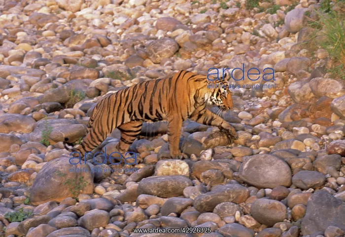 : Royal Bengal / Indian Tiger - on the Ramganga riverbed : Royal Bengal / Indian Tiger - on the Ramganga riverbed