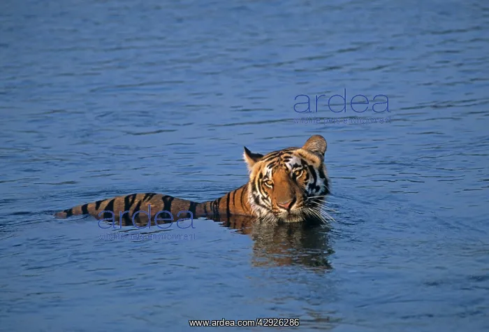 : Royal Bengal / Indian Tiger - in the river Ramganga : Royal Bengal / Indian Tiger - in the river Ramganga