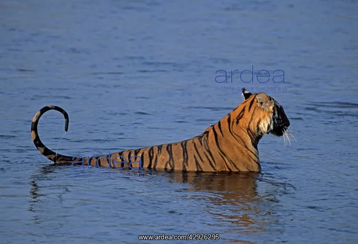 : Royal Bengal / Indian Tiger - in the river Ramganga : Royal Bengal / Indian Tiger - in the river Ramganga