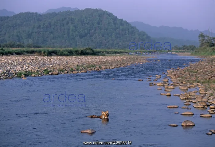 : Royal Bengal / Indian Tiger - in the river Ramganga : Royal Bengal / Indian Tiger - in the river Ramganga
