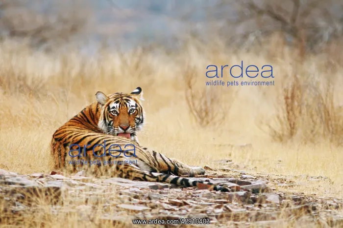 : Royal Bengal / Indian Tiger on the rock : Royal Bengal / Indian Tiger on the rock