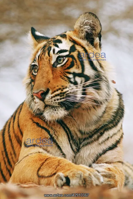 : Royal Bengal / Indian Tiger on rock - a portrait : Royal Bengal / Indian Tiger on rock - a portrait