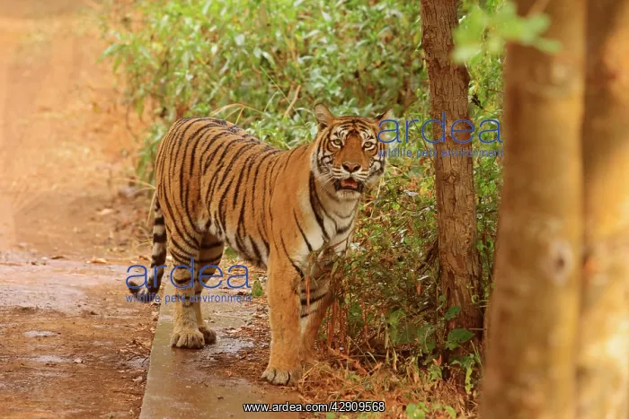 : Royal Bengal / Indian Tiger under the shade : Royal Bengal / Indian Tiger under the shade