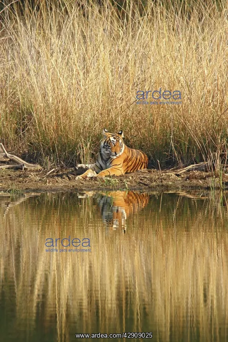 : Royal Bengal / Indian Tiger sitting at the lake front : Royal Bengal / Indian Tiger sitting at the lake front