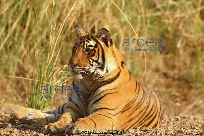 : Royal Bengal / Indian Tiger sitting outside grassland : Royal Bengal / Indian Tiger sitting outside grassland