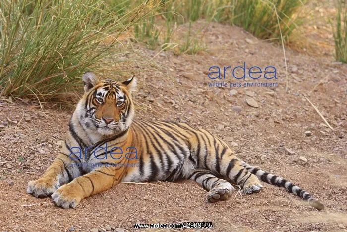  : Royal Bengal  /  Indian Tiger sitting outside grassland