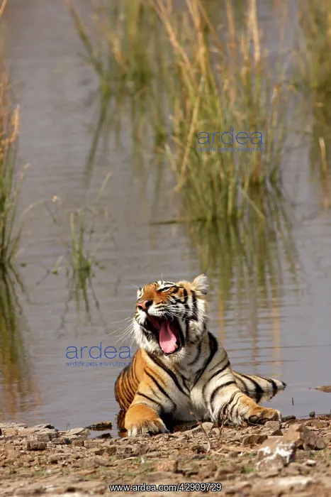 : Royal Bengal / Indian Tiger sitting in the Rajbagh Lake : Royal Bengal / Indian Tiger sitting in the Rajbagh Lake
