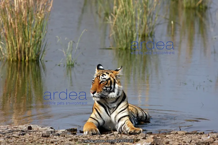 : Royal Bengal / Indian Tiger sitting in the Rajbagh Lake : Royal Bengal / Indian Tiger sitting in the Rajbagh Lake