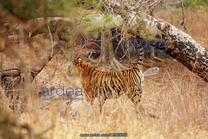 : Royal Bengal / Indian Tiger spray marking : Royal Bengal / Indian Tiger spray marking