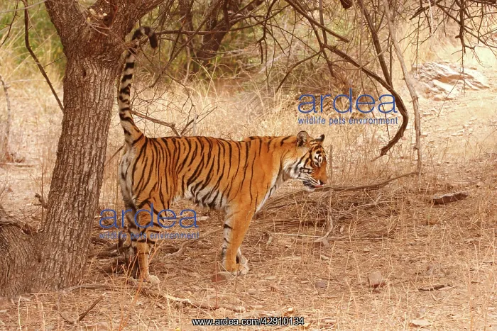: Royal Bengal / Indian Tiger spray-marking the territory : Royal Bengal / Indian Tiger spray-marking the territory