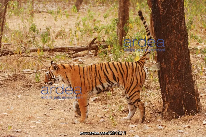 : Royal Bengal / Indian Tiger spray-marking the territory : Royal Bengal / Indian Tiger spray-marking the territory