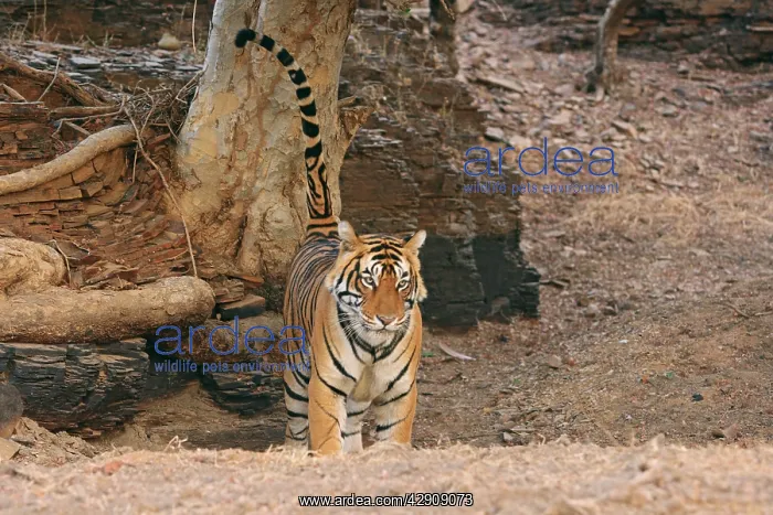 : Royal Bengal / Indian Tiger spray-marking on the tree : Royal Bengal / Indian Tiger spray-marking on the tree