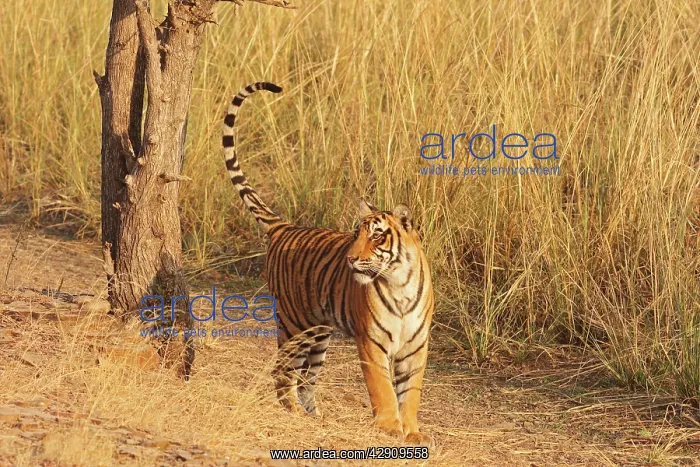 : Royal Bengal / Indian Tiger after spray-marking the tree : Royal Bengal / Indian Tiger after spray-marking the tree