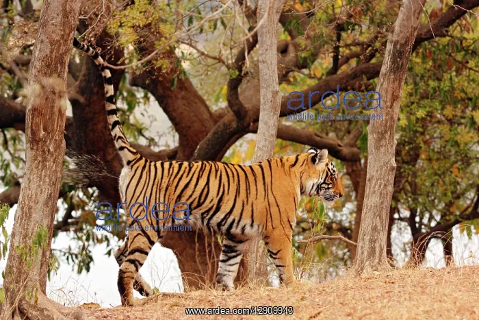: Royal Bengal / Indian Tiger - spray-marking tree : Royal Bengal / Indian Tiger - spray-marking tree