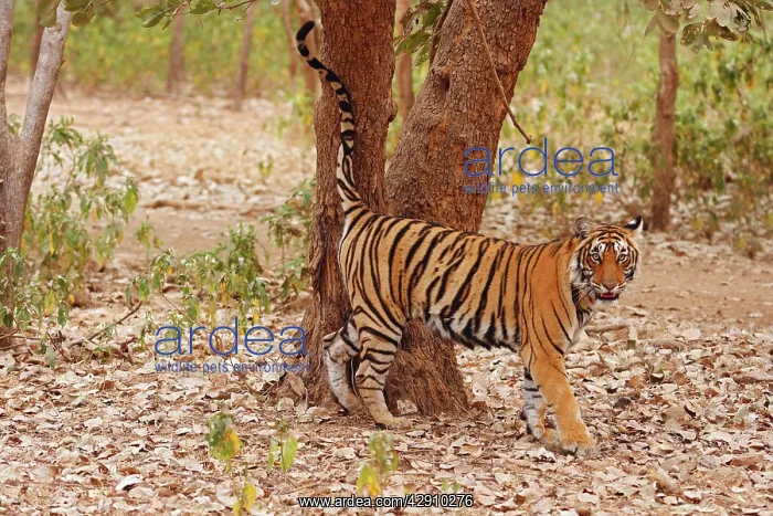 : Royal Bengal / Indian Tiger spray-marking the tree : Royal Bengal / Indian Tiger spray-marking the tree