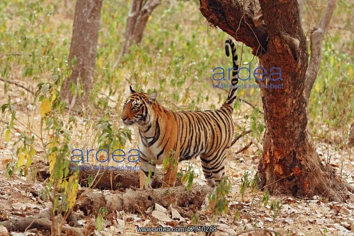 : Royal Bengal / Indian Tiger spray-marking the tree : Royal Bengal / Indian Tiger spray-marking the tree