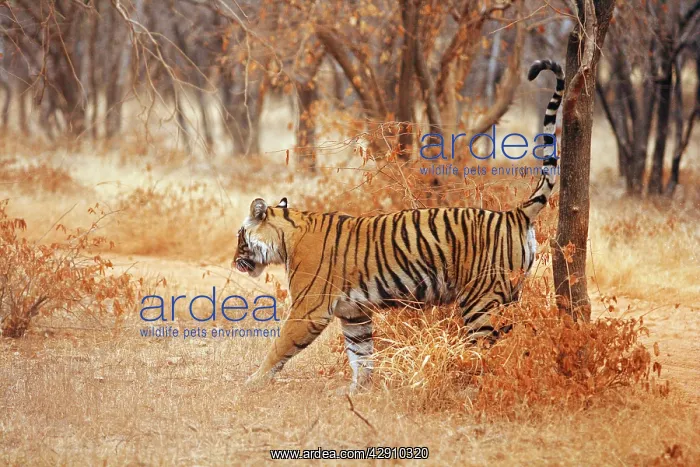 : Royal Bengal / Indian Tiger spray-marking the tree : Royal Bengal / Indian Tiger spray-marking the tree