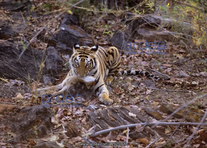 : Royal Bengal / Indian Tiger suffocating Chital fawn : Royal Bengal / Indian Tiger suffocating Chital fawn