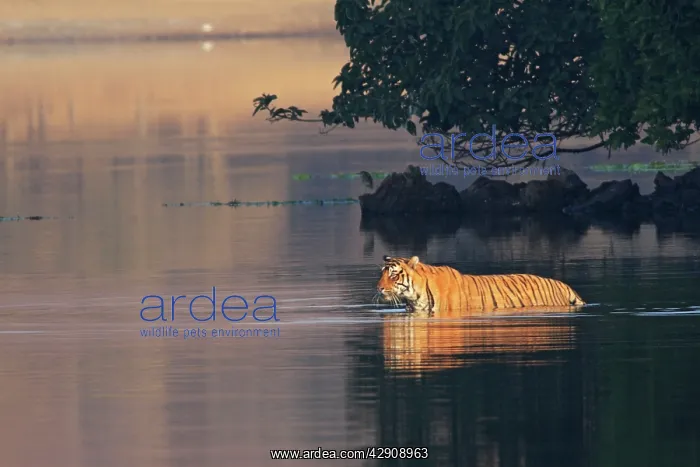 : Royal Bengal / Indian Tiger swimming in the lake Rajbagh : Royal Bengal / Indian Tiger swimming in the lake Rajbagh