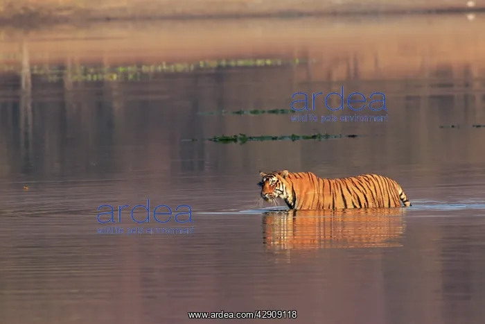 : Royal Bengal / Indian Tiger swimming in the Lake Rajbagh : Royal Bengal / Indian Tiger swimming in the Lake Rajbagh