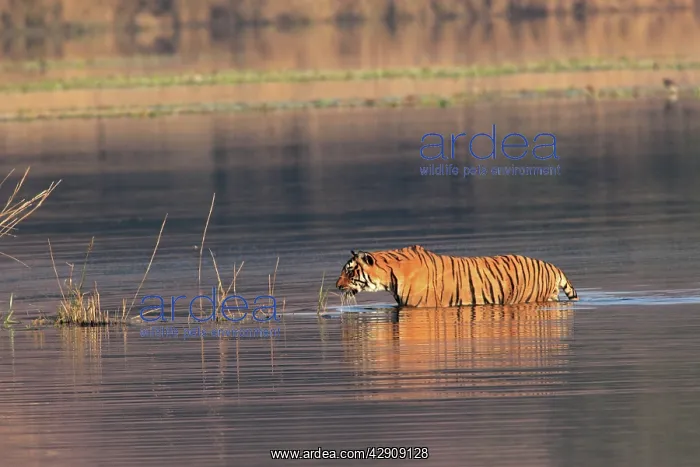 : Royal Bengal / Indian Tiger swimming in the water : Royal Bengal / Indian Tiger swimming in the water