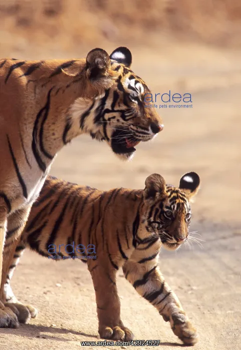 : Royal Bengal / Indian Tiger - Tigress named Machli : Royal Bengal / Indian Tiger - Tigress named Machli
