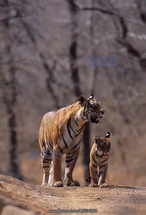 : Royal Bengal / Indian Tiger - Tigress named Machli : Royal Bengal / Indian Tiger - Tigress named Machli