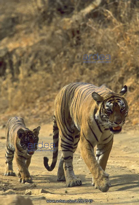 : Royal Bengal / Indian Tiger - Tigress named Machli : Royal Bengal / Indian Tiger - Tigress named Machli