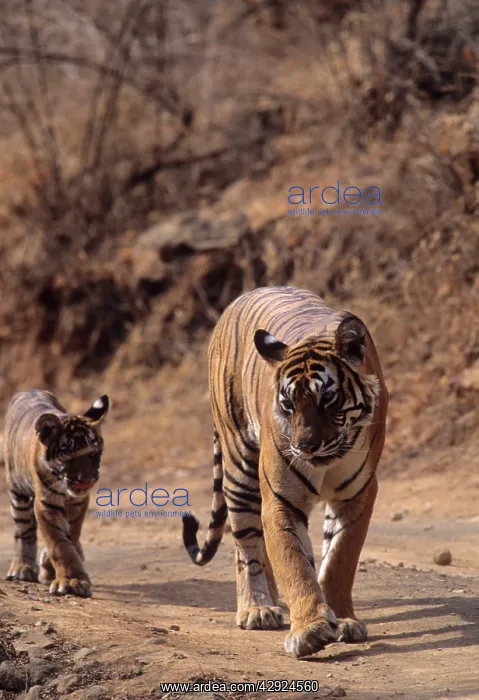 : Royal Bengal / Indian Tiger - Tigress named Machli : Royal Bengal / Indian Tiger - Tigress named Machli