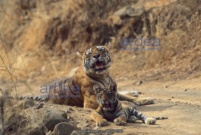 : Royal Bengal / Indian Tiger - Tigress named Machli : Royal Bengal / Indian Tiger - Tigress named Machli