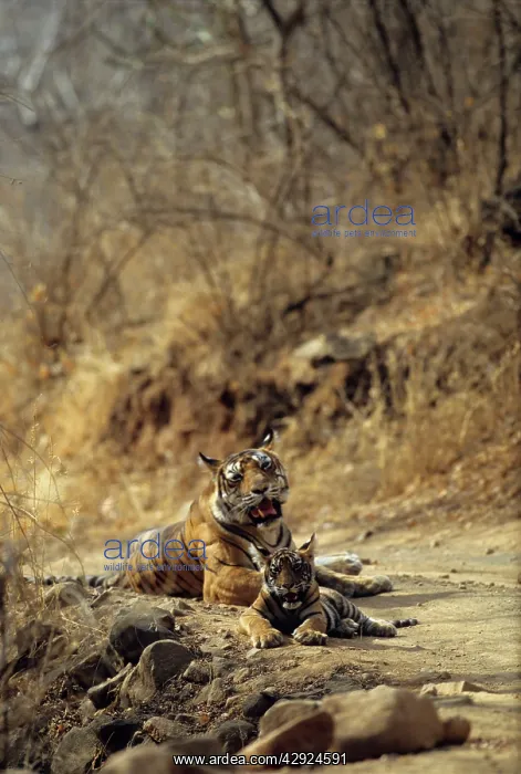 : Royal Bengal / Indian Tiger - Tigress named Machli : Royal Bengal / Indian Tiger - Tigress named Machli