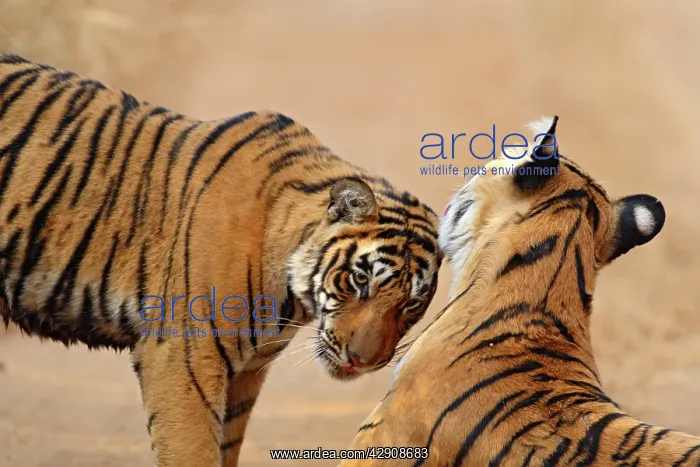 : Royal Bengal / Indian Tiger touching heads : Royal Bengal / Indian Tiger touching heads