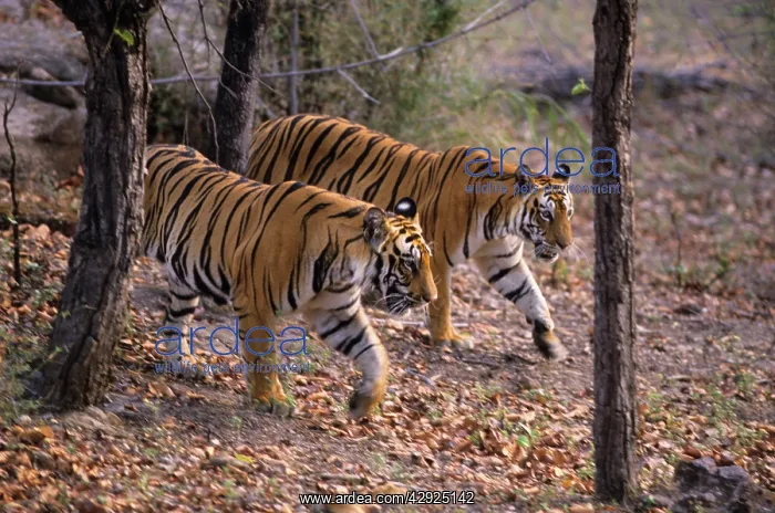 : Royal Bengal / Indian Tiger - out for a walk : Royal Bengal / Indian Tiger - out for a walk