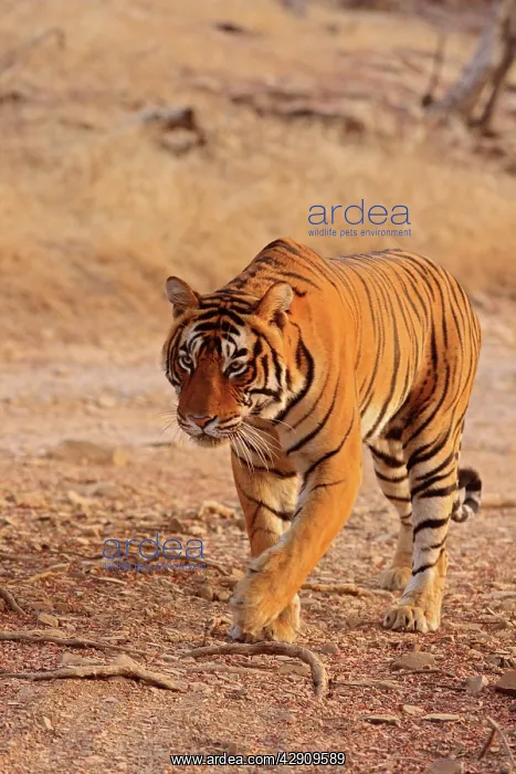 : Royal Bengal / Indian Tiger walking : Royal Bengal / Indian Tiger walking