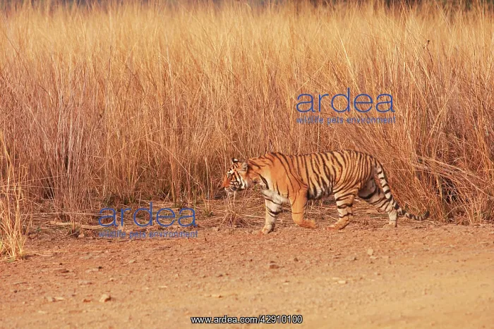 : Royal Bengal / Indian Tiger walking around grassland : Royal Bengal / Indian Tiger walking around grassland