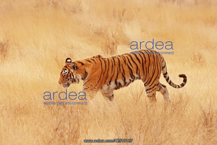 : Royal Bengal / Indian Tiger walking around grassland : Royal Bengal / Indian Tiger walking around grassland