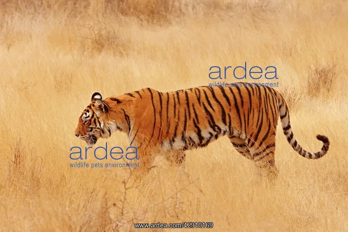 : Royal Bengal / Indian Tiger walking around grassland : Royal Bengal / Indian Tiger walking around grassland